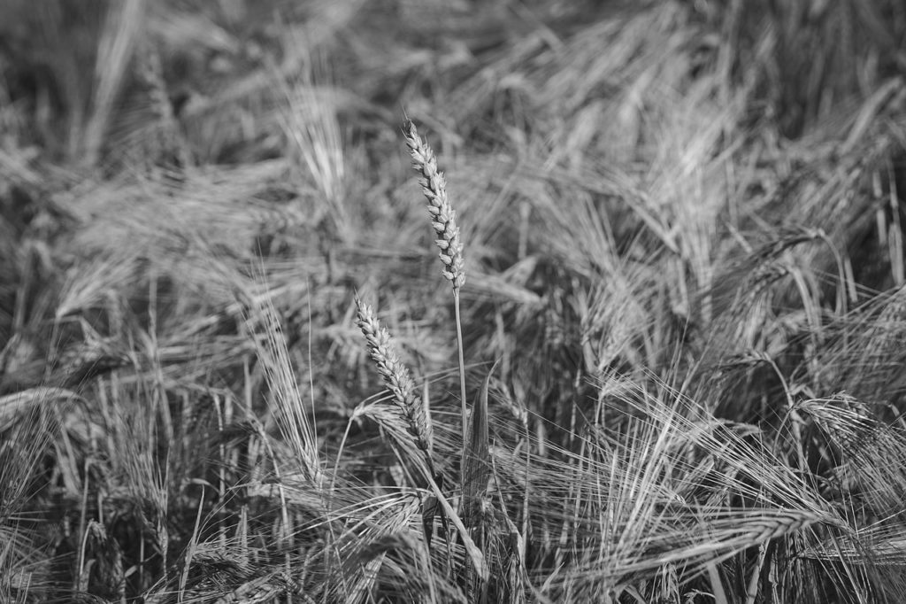 resilient wheat stalk